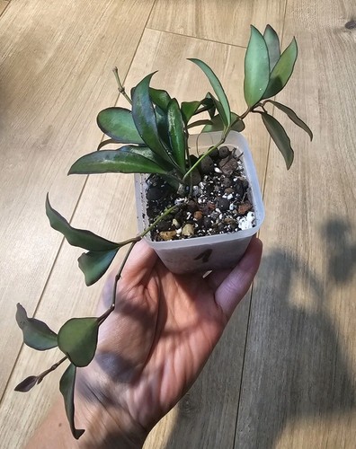 Hoya rosita 1 - rosita, –