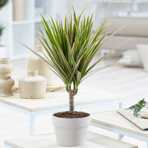 Madagascar dragon tree - dragon,