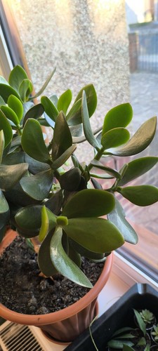 Crassula ovata jade succulent - crassula,