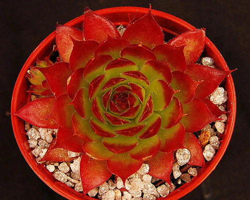 Sempervivum leclare - no.4',
