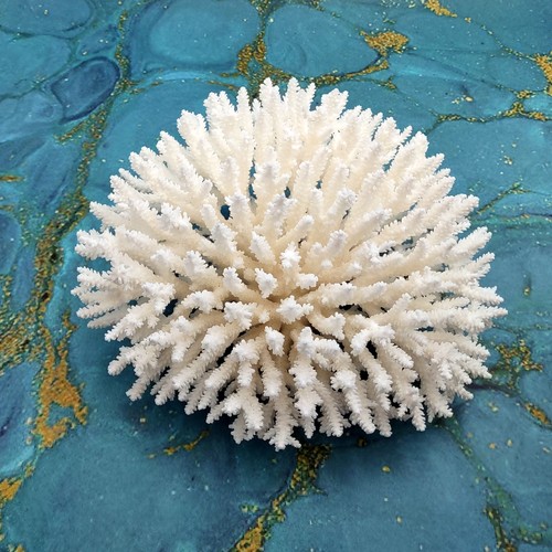 White table coral - white,