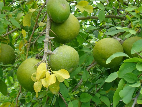Wood apple seeds aegle - wood, |