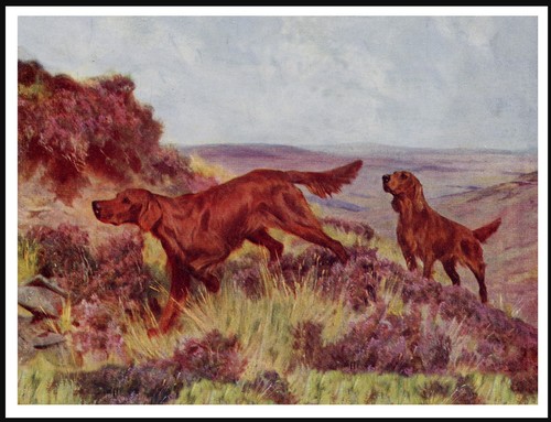 Irish setter dogs work - irish,