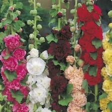 Hollyhock double perennial - hollyhock,