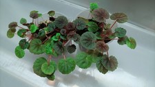 Rare Unique Miniature Begonia