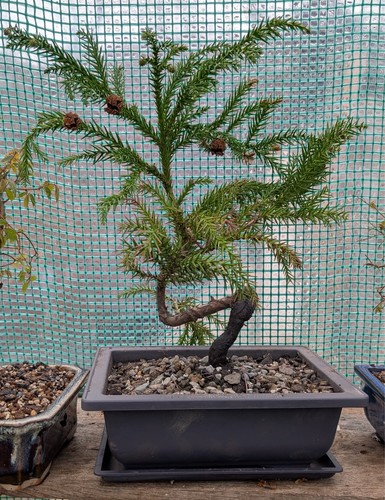 Japanese cedar bonsai tree - japanese,