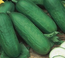 3x Mini Cucumber ‘Beth