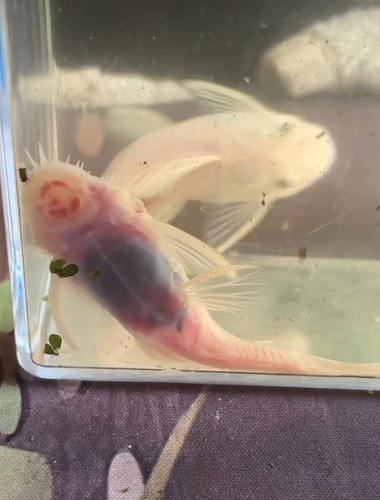 Breeding pair snow white - snow,