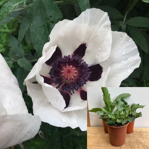 Oriental poppy royal - 'royal, wedding'