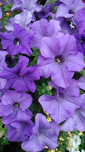 Trailing petunia surfinia - 6,