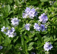 veronica prostrata spode blue