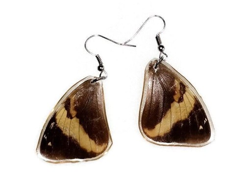 Real butterfly wing earrings