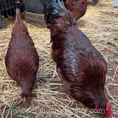 Heritage rhode island red - rhode,