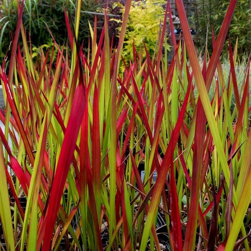 Japanese blood grass - blood, grass,