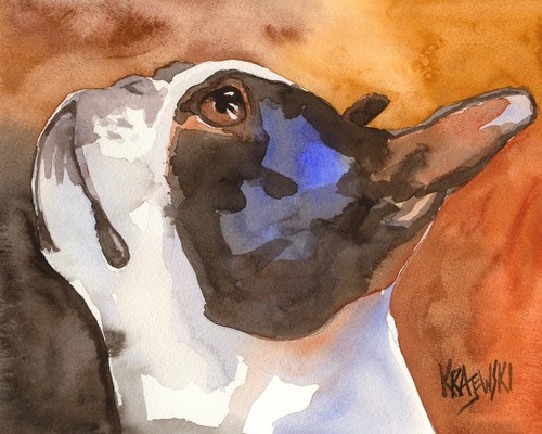 Boston terrier print - terrier,