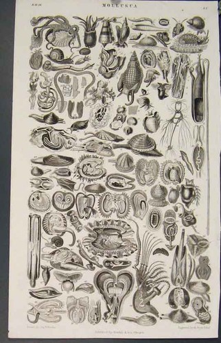 Original old antique print - old,