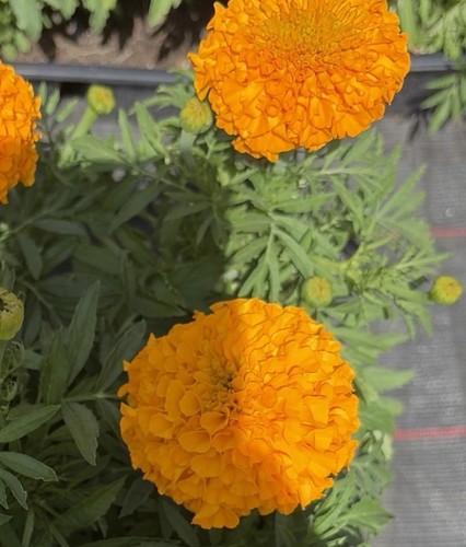 African marigold orange - marigold,