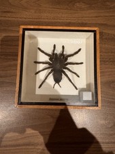 Eurypeima spinicrus Tarantula