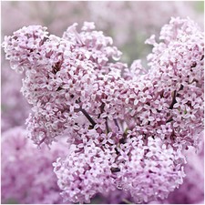 Syringa Meyeri Palibin -