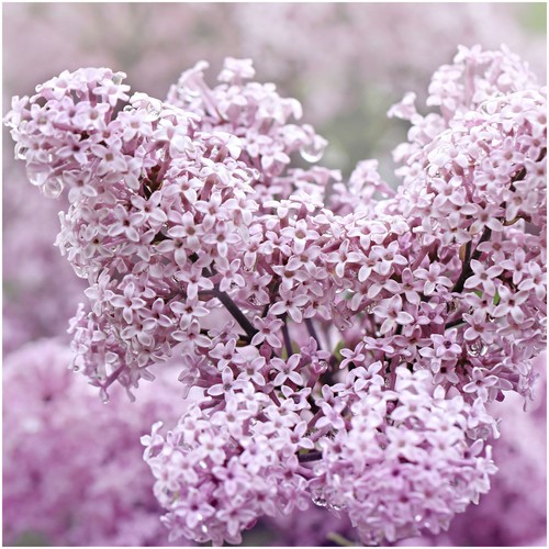 Syringa meyeri palibin - meyeri,