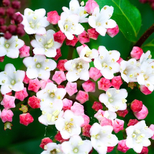 Gardenersdream viburnum tinus - viburnum,