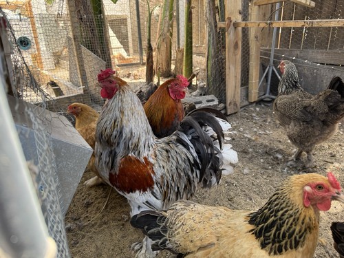 Brahma hatching eggs dark - 6+, eggs,