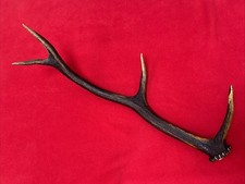 ONE RED DEER ANTLER 361g. aprox.55cm.