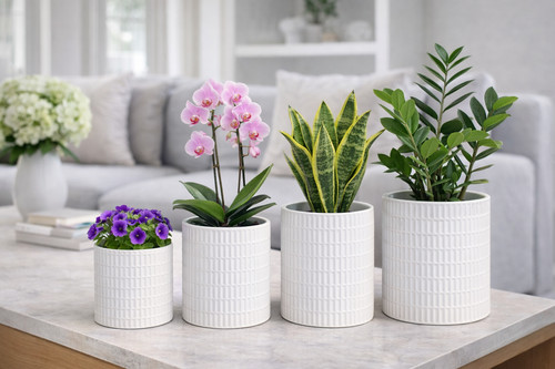 Ceramic plant pots raised - plant, &