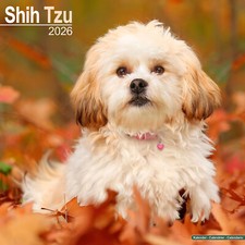 Shih Tzu 2026 Calendar | Dog