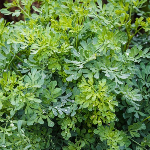 Perfect plants rue herb - plants,