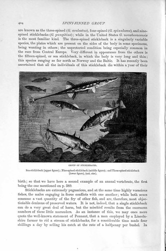Original old antique print - original,