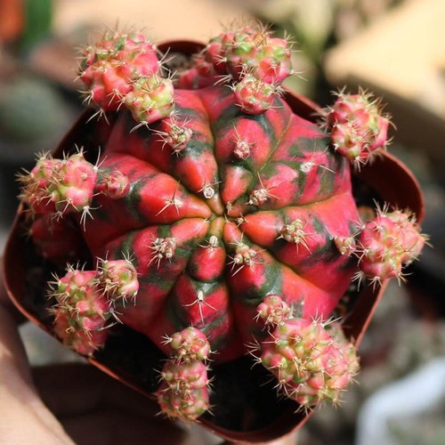 6cm succulent cactus - 6cm,