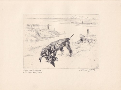 1930 irish water spaniel - water, dog