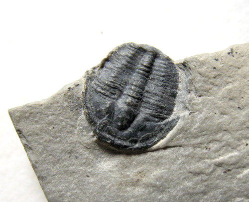 Cambrian elrathia kingi - elrathia,