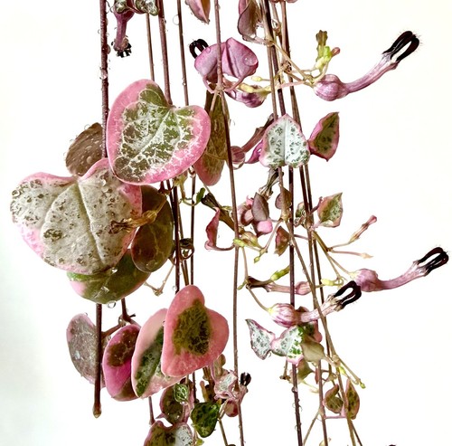 Variegated string hearts - variegated, of