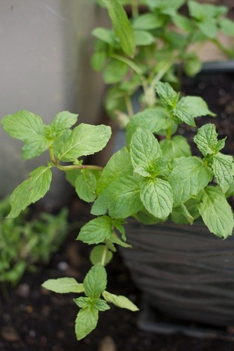 Garden mint plug plants - plug,