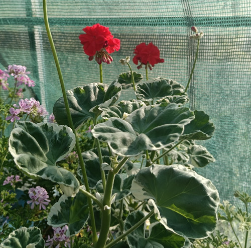 Pelargonium frank headley - 'frank, headley'