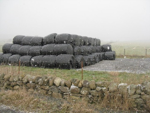 Photo 12x8 silage bales milton - bales,