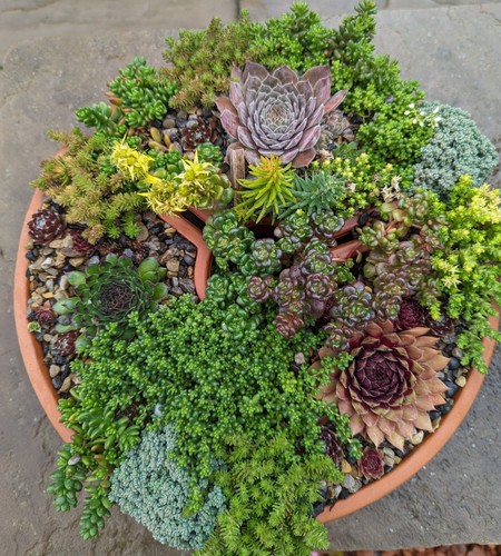 Hardy sedum rooted plant - sedum,