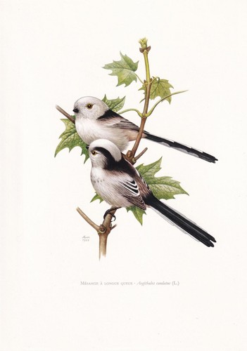 1960 long tailed tit - 1960, long-tailed