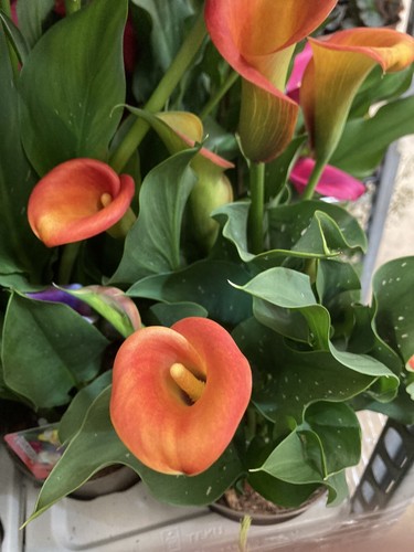 Two mango coloured calla lily - two,