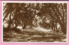 The ilex grove - the,