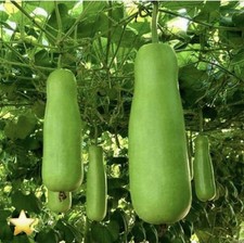 Genuine Bangladeshi Indian