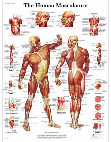 Educational human muscle - human,