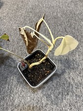 Variegated Monstera  - Albo