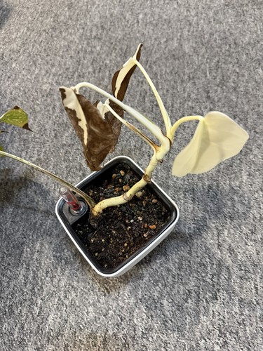 Variegated monstera albo - ,