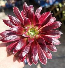 Aeonium Peacock Var - Stunning