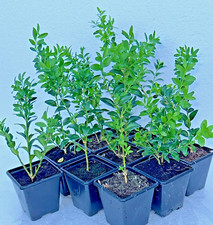 Buxus sempervirens cm - buxus,