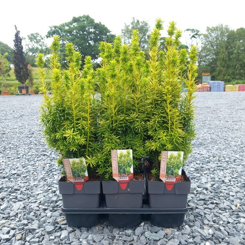 Yew taxus baccata - x, yew/taxus