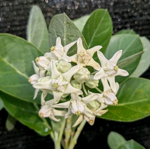 Giant milkweed cuttings - milkweed,